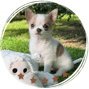 Teacup Chihuahua Panchito