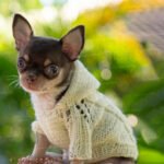 Teacup Chihuahua Pancho