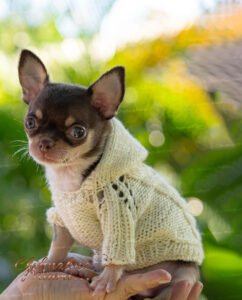 Teacup Chihuahua Pancho