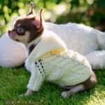 Teacup Chihuahua Pancho