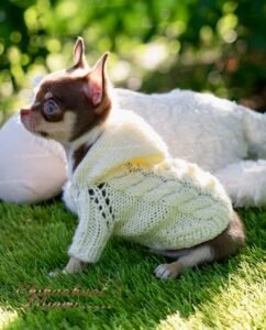 Teacup Chihuahua Pancho