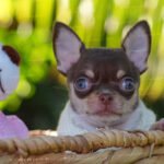 Teacup Chihuahua Pancho