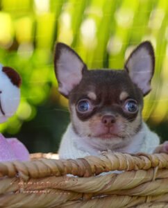 Teacup Chihuahua Pancho