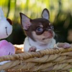 Teacup Chihuahua Pancho