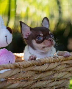 Teacup Chihuahua Pancho