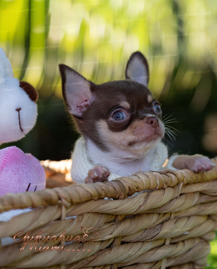 Teacup Chihuahua Pancho