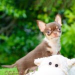 Teacup Chihuahua Pancho