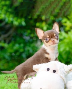 Teacup Chihuahua Pancho