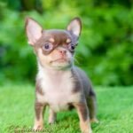 Teacup Chihuahua Pancho