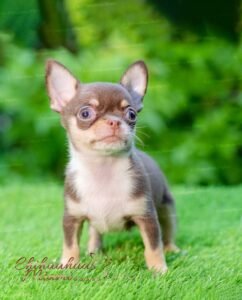 Teacup Chihuahua Pancho