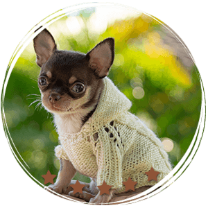 Teacup Chihuahua Pancho