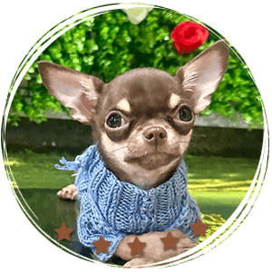 Teacup Chihuahua Pascal