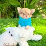 Teacup Chihuahua Patrick