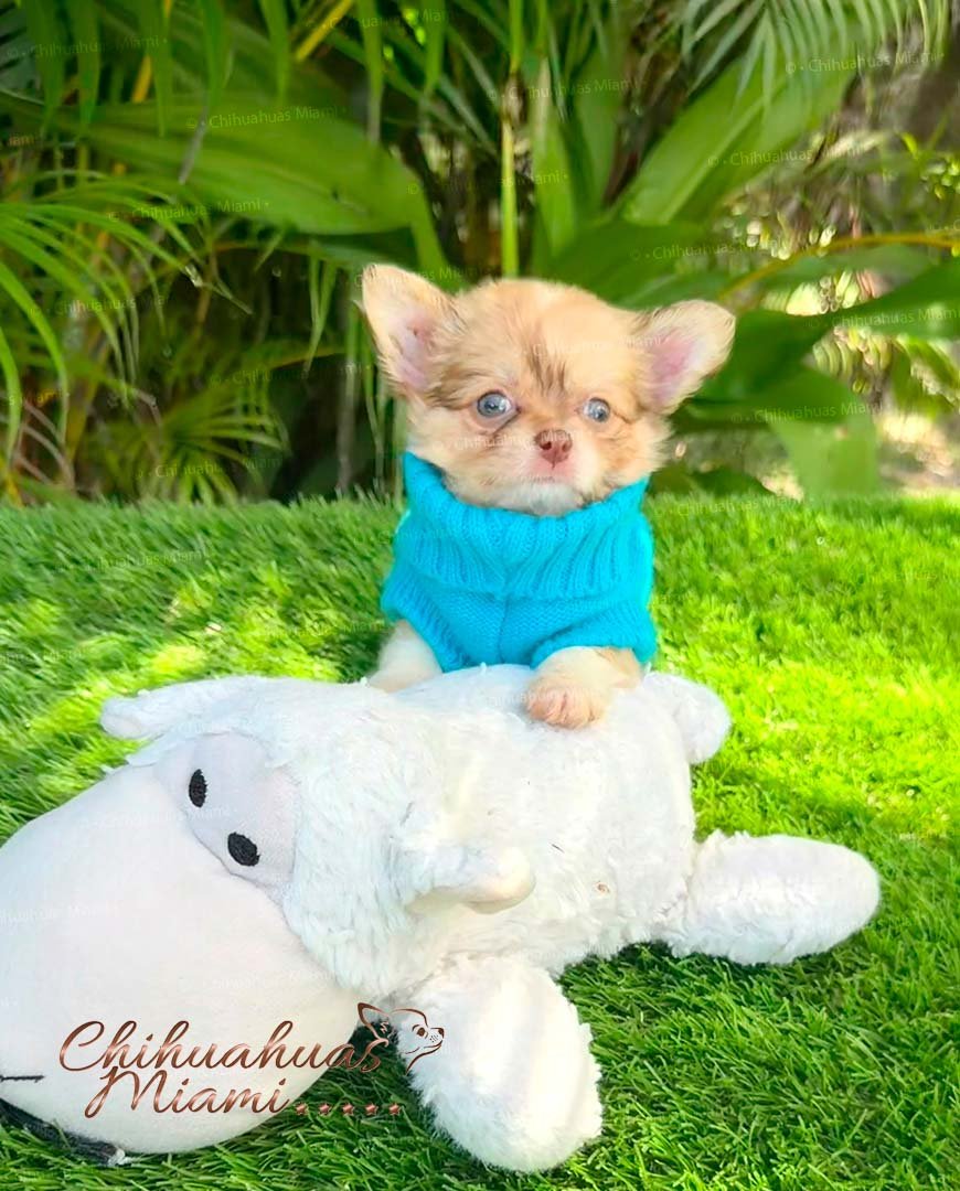 Teacup Chihuahua Patrick