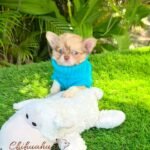 Teacup Longhair Chihuahua