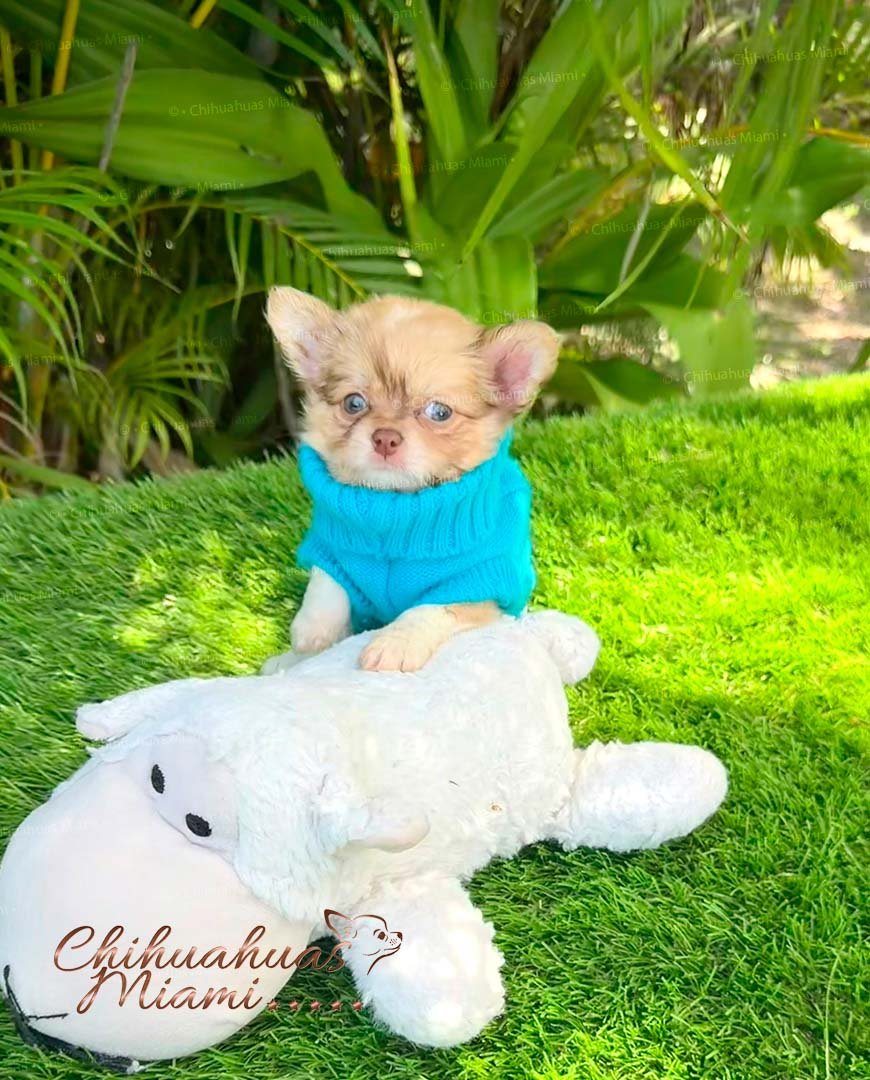 Teacup Longhair Chihuahua