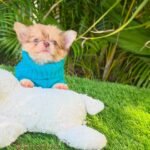 Teacup Fluffy Chihuahua Patrick