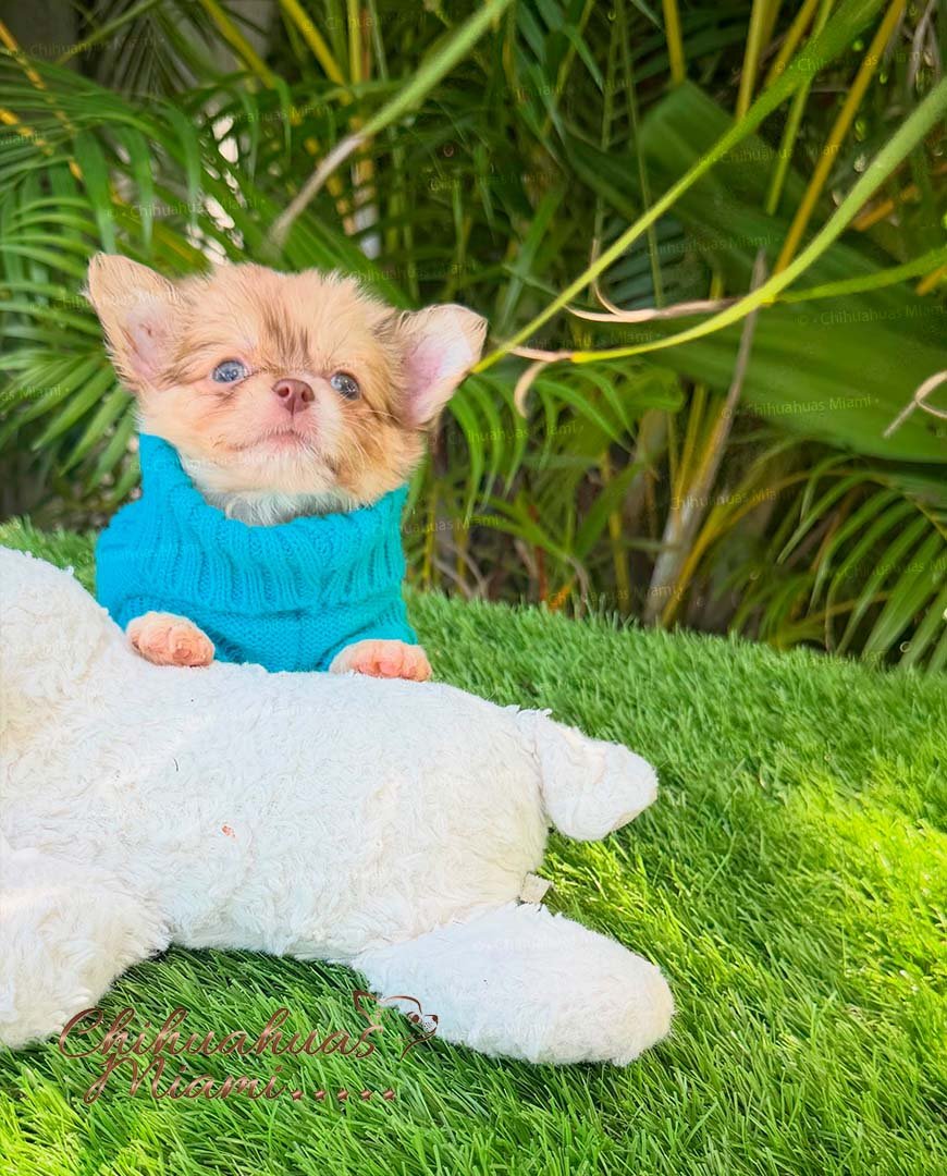 Teacup Fluffy Chihuahua Patrick