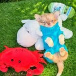 Teacup Chihuahua Patrick