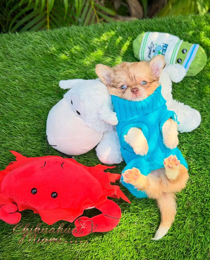 Teacup Chihuahua Patrick