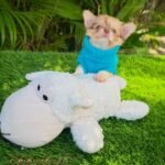 Teacup Chihuahua Patrick