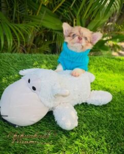 Teacup Chihuahua Patrick