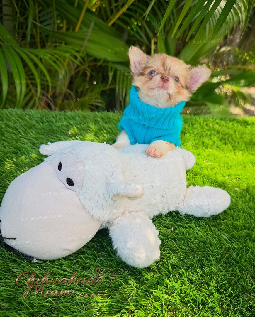 Teacup Chihuahua Patrick