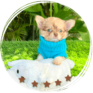 Teacup Fluffy Chihuahua