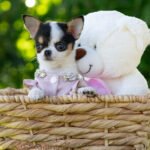 Teacup Chihuahua Peach