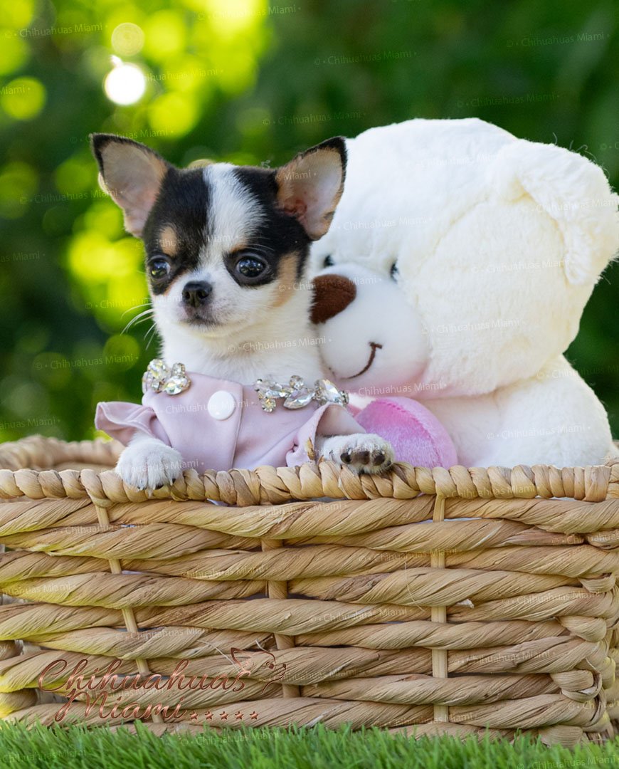 Teacup Chihuahua Peach