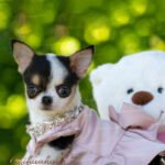 Teacup Chihuahua Peach