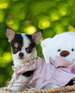 Teacup Chihuahua Peach