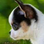 Teacup Chihuahua Peach