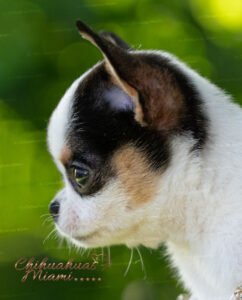 Teacup Chihuahua Peach