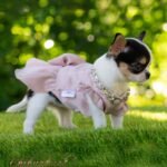 Teacup Chihuahua Peach