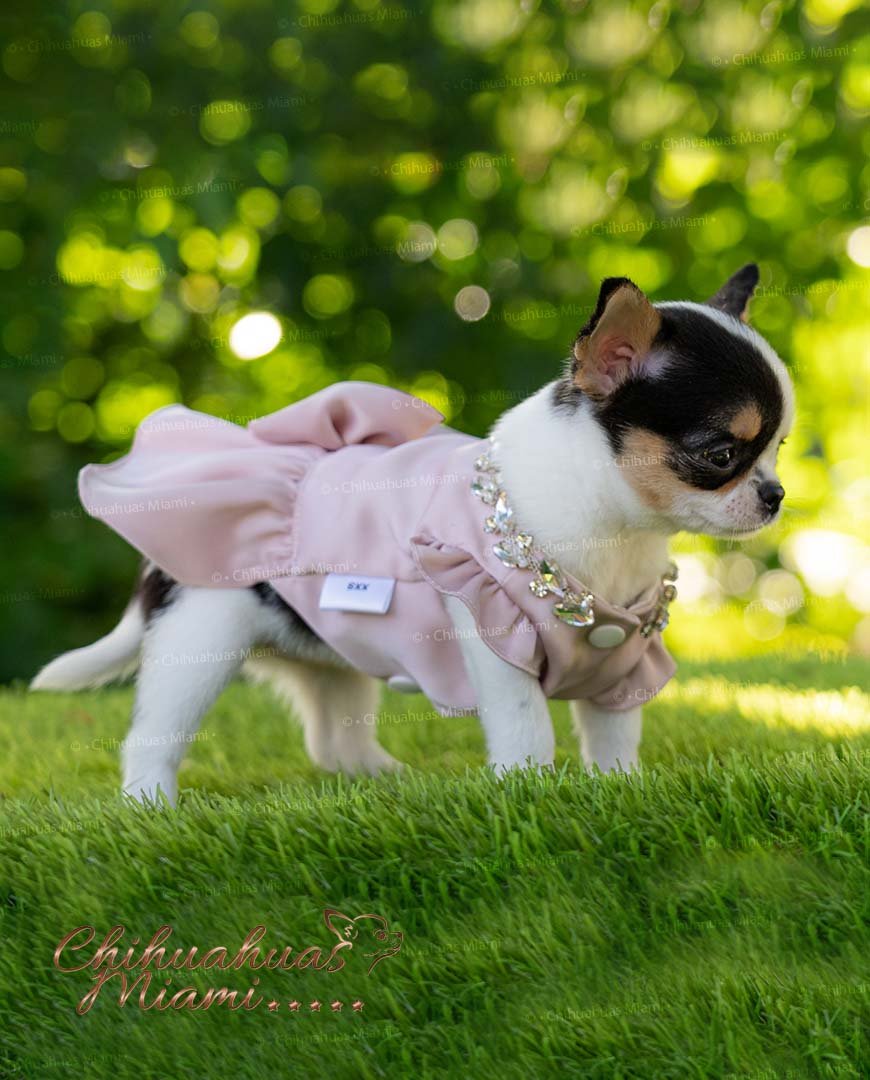 Teacup Chihuahua Peach