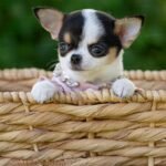 Teacup Chihuahua Peach