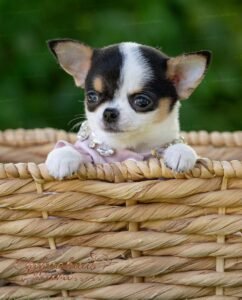 Teacup Chihuahua Peach