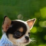Teacup Chihuahua Peach
