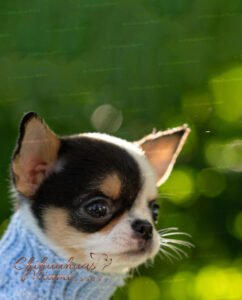 Teacup Chihuahua Peach