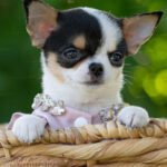 Teacup Chihuahua Peach