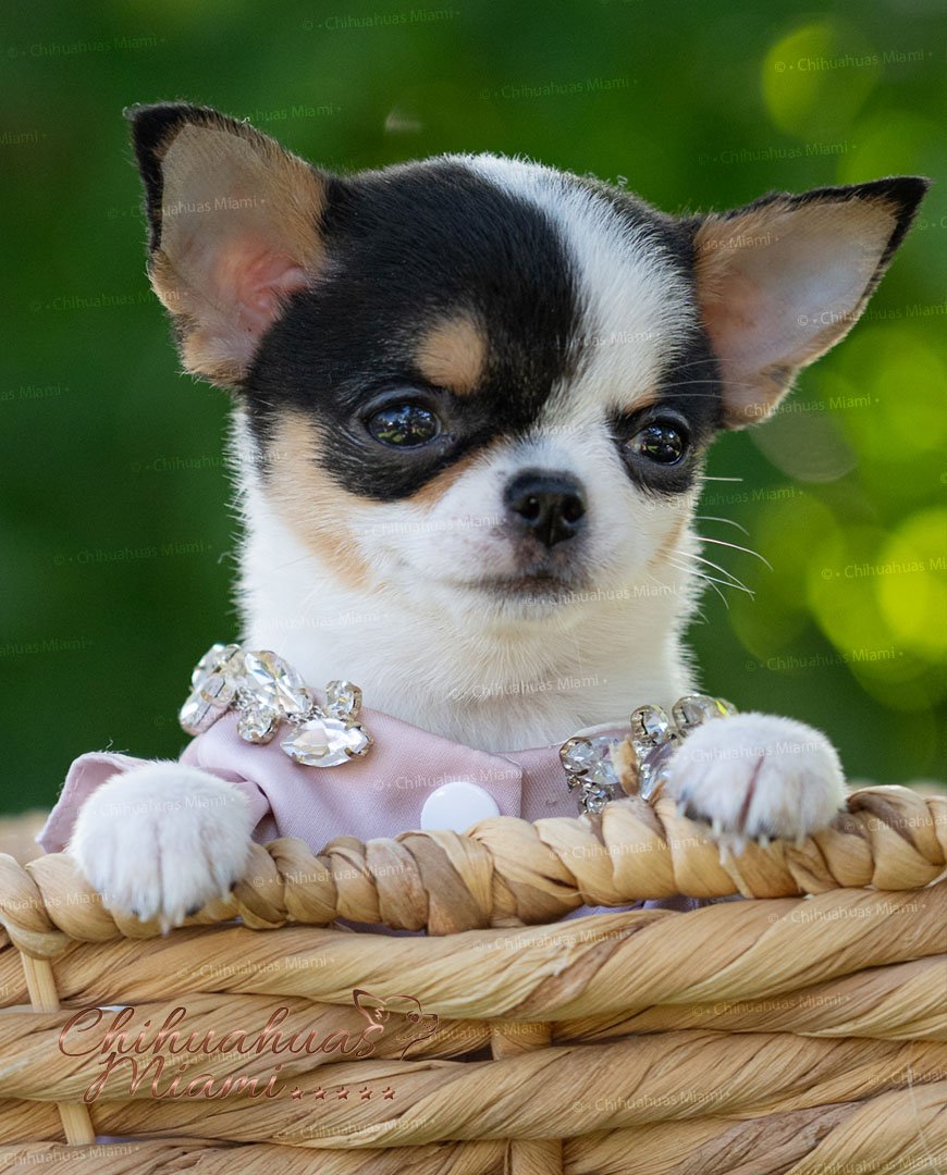 Teacup Chihuahua Peach