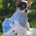 Teacup Chihuahua Peach