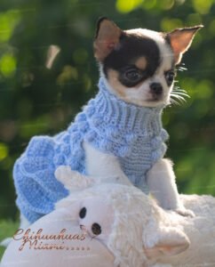 Teacup Chihuahua Peach
