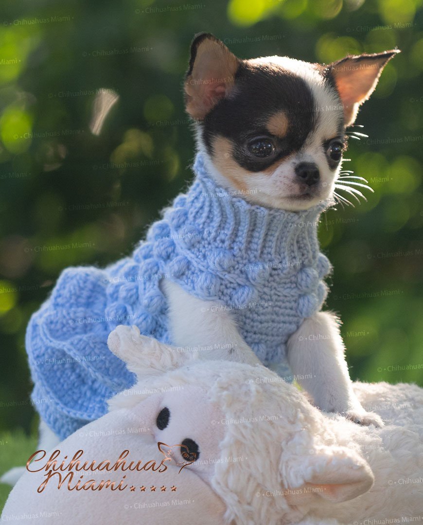 Teacup Chihuahua Peach