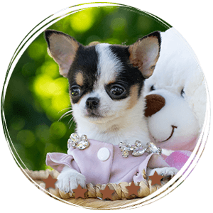 Teacup Chihuahua Peach