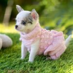 Teacup Chihuahua Pearl
