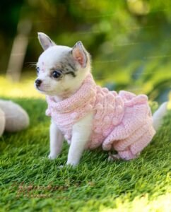 Teacup Chihuahua Pearl