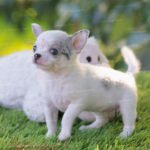 Teacup Chihuahua Pearl