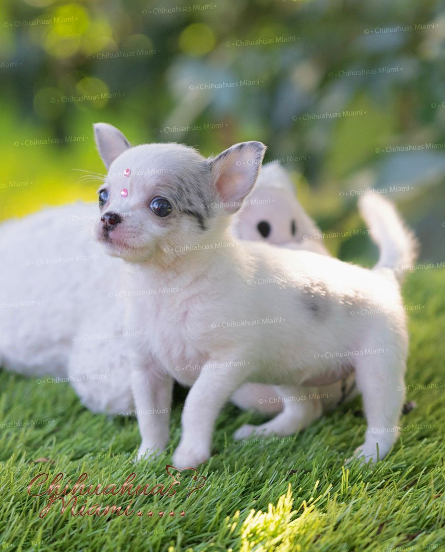 Teacup Chihuahua Pearl